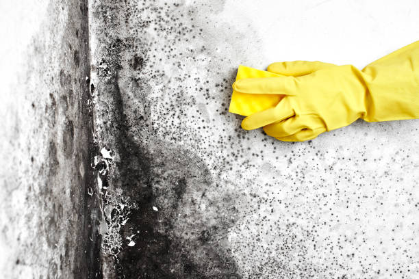 Best Home Mold Removal  in Reading, OH