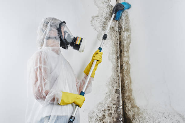 Best Certified Mold Removal  in Reading, OH