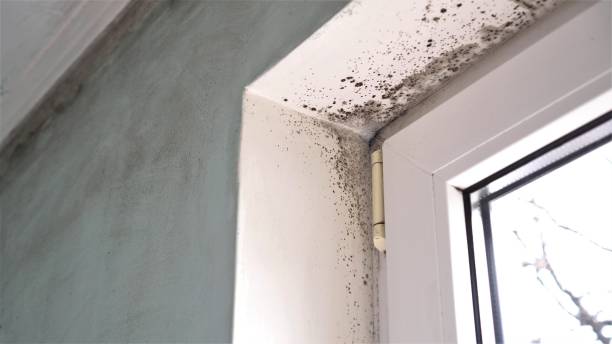 Best Mold Removal Company Near Me  in Reading, OH