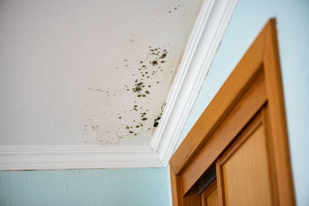 Best Commercial Mold Removal  in Reading, OH