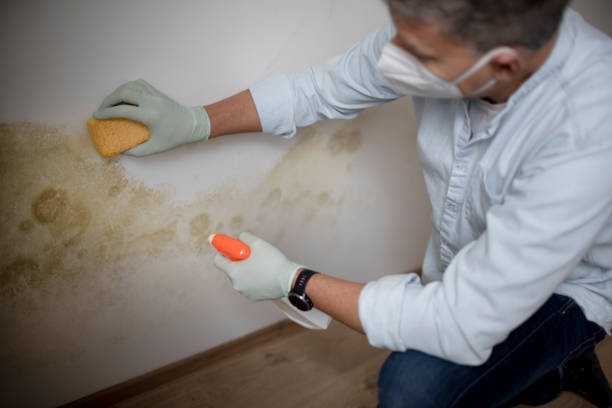 Best Mold Damage Repair  in Reading, OH