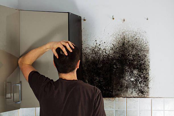 Reading, OH Mold Removal Company