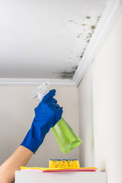 Best Affordable Mold Removal  in Reading, OH